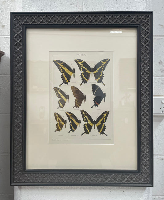 Beautifully Framed Pair of Butterfly Prints