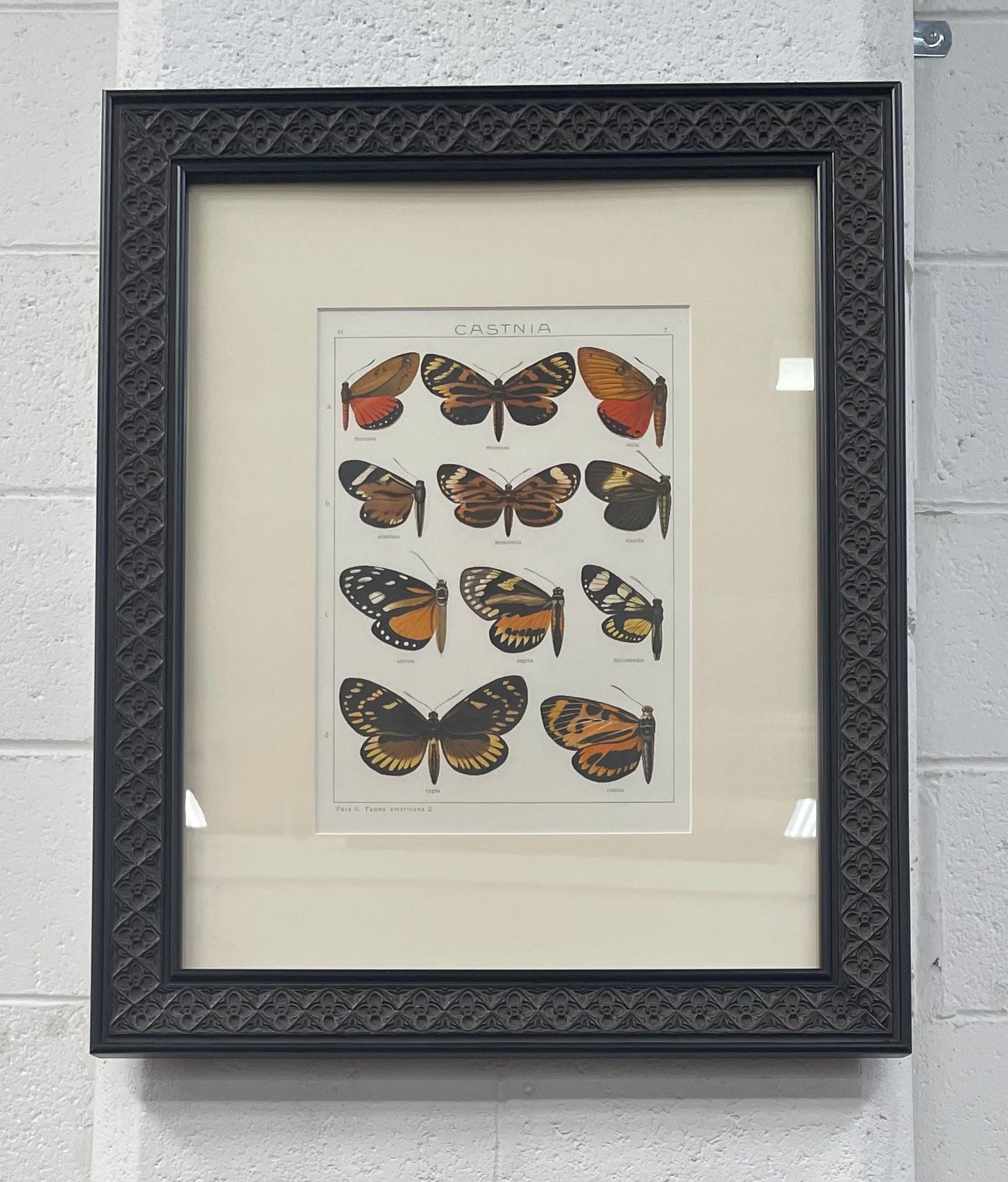 Beautifully Framed Pair of Butterfly Prints