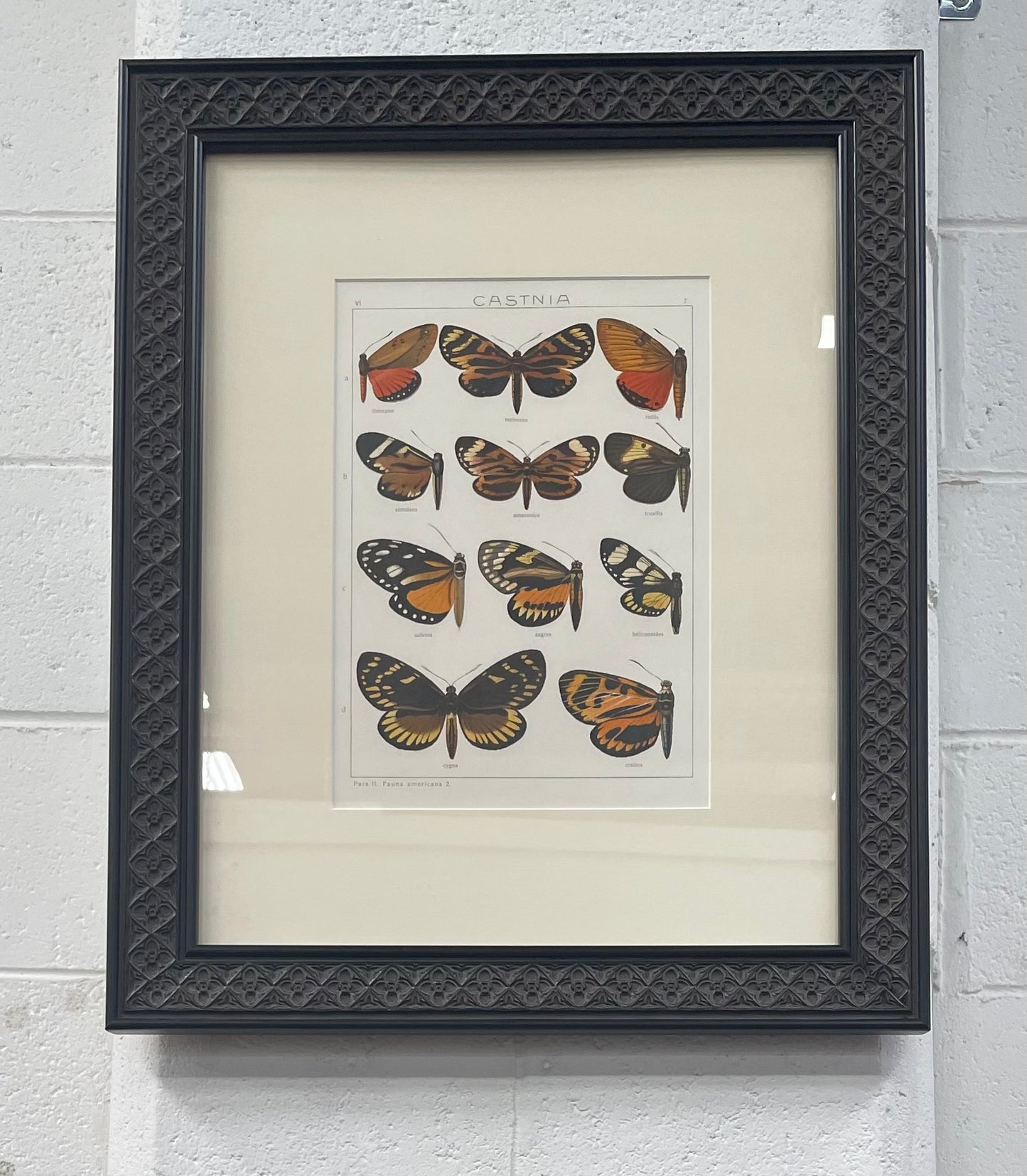 Beautifully Framed Pair of Butterfly Prints