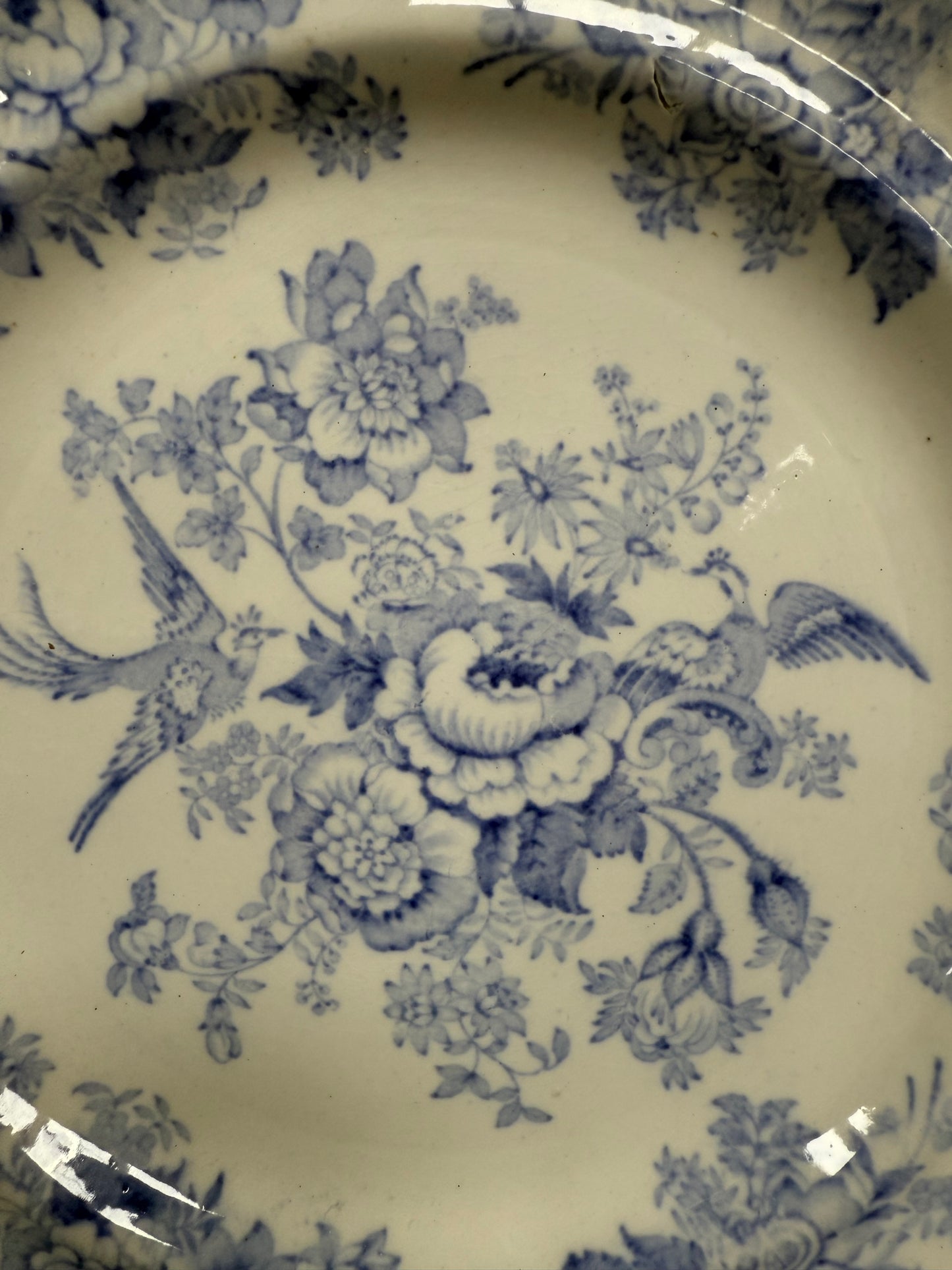 Early Victorian Asiatic Pheasant Plates