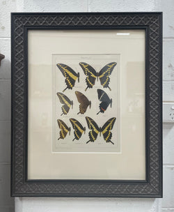 Beautifully Framed Pair of Butterfly Prints | Antique & Vintage | Moonee Ponds Antiques | Australia Wide Delivery