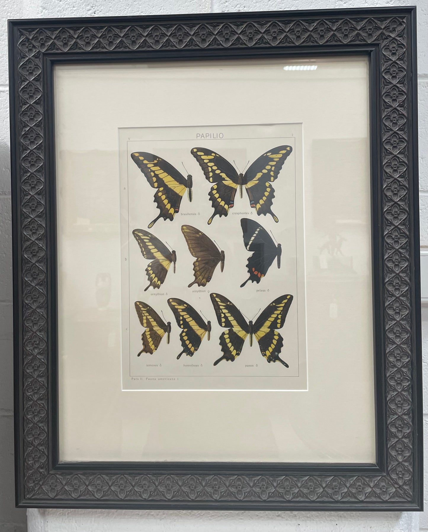 Beautifully Framed Pair of Butterfly Prints