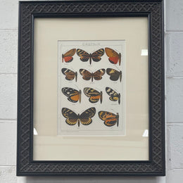 Beautifully Framed Pair of Butterfly Prints