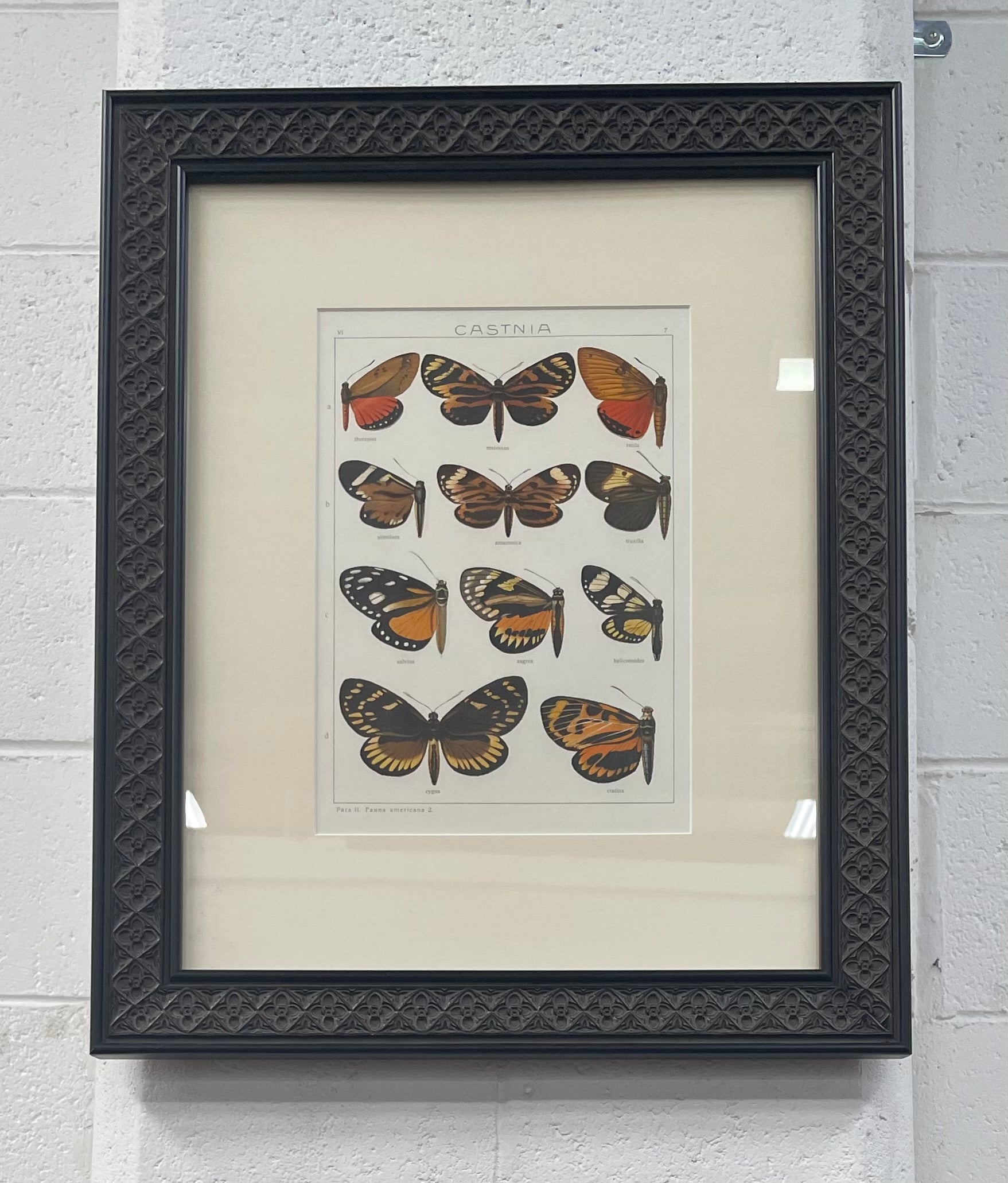 Beautifully Framed Pair of Butterfly Prints | Antique & Vintage | Moonee Ponds Antiques | Australia Wide Delivery