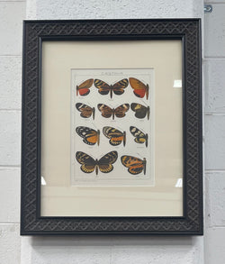 Beautifully Framed Pair of Butterfly Prints | Antique & Vintage | Moonee Ponds Antiques | Australia Wide Delivery