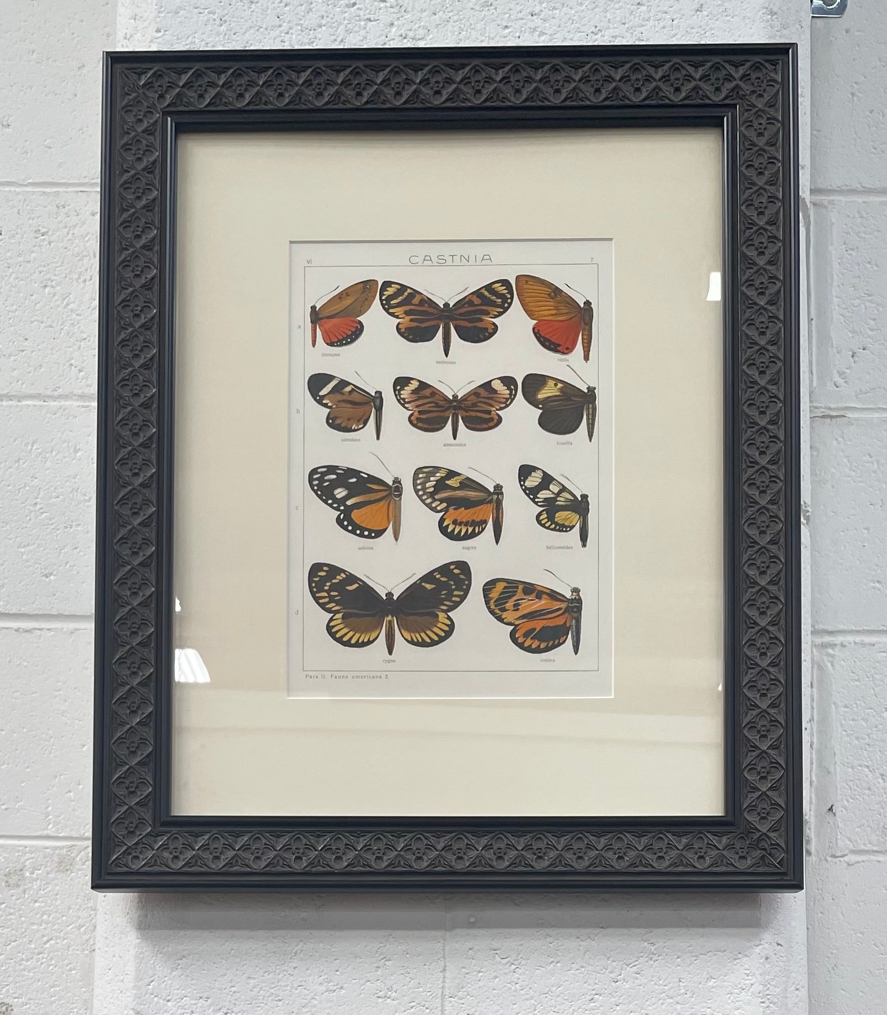 Beautifully Framed Pair of Butterfly Prints