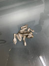 Vintage Silver Plated Frog | Antique & Vintage | Moonee Ponds Antiques | Australia Wide Delivery