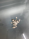 Vintage Silver Plated Frog | Antique & Vintage | Moonee Ponds Antiques | Australia Wide Delivery