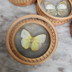 Vintage Set of Six Pressed Butterfly Coasters | Antique & Vintage | Moonee Ponds Antiques | Australia Wide Delivery