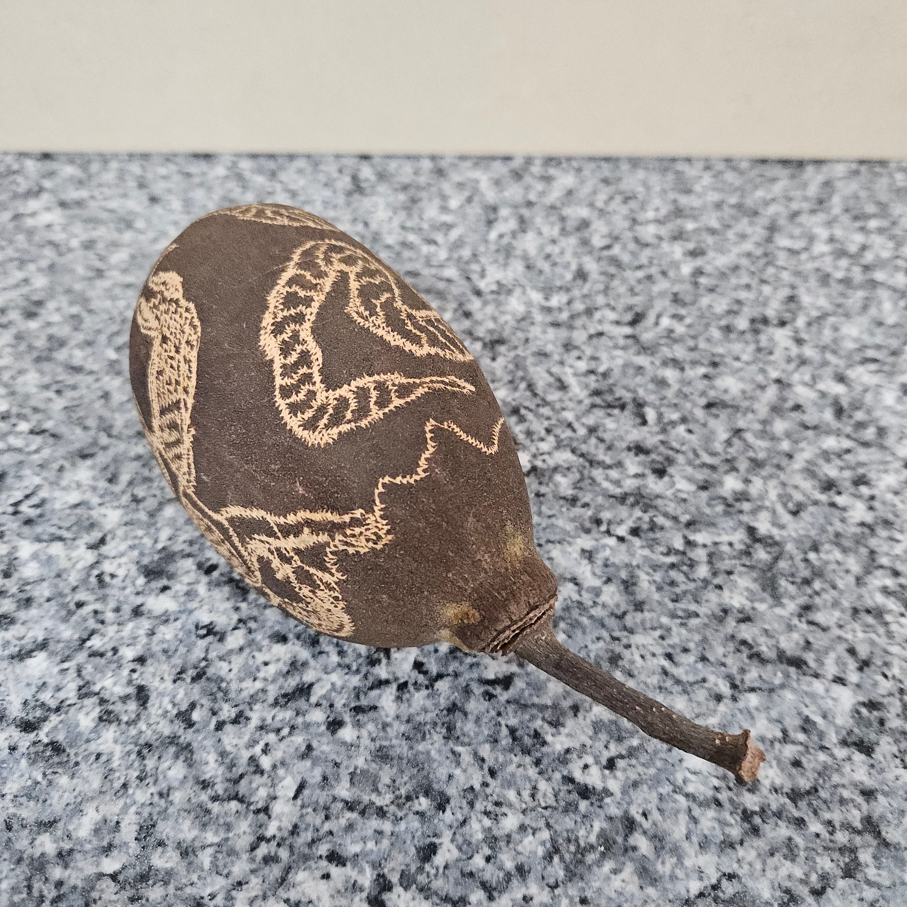 Rare Carved Boab-Treenut | Antique & Vintage | Moonee Ponds Antiques | Australia Wide Delivery