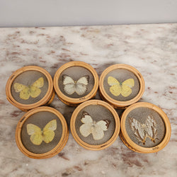 Vintage Set of Six Pressed Butterfly Coasters | Antique & Vintage | Moonee Ponds Antiques | Australia Wide Delivery