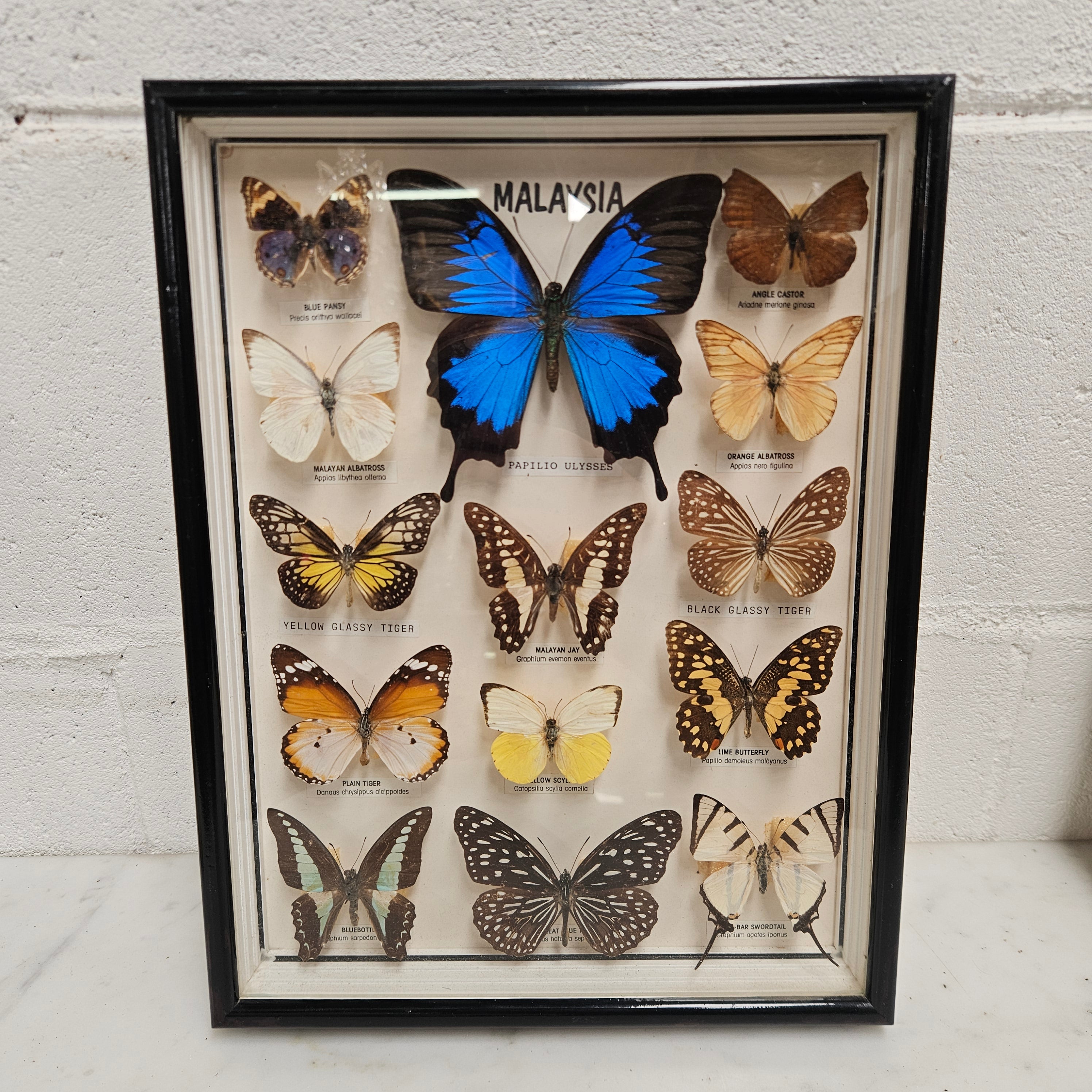 Vintage Butterfly Framed Taxidermy | Antique & Vintage | Moonee Ponds Antiques | Australia Wide Delivery