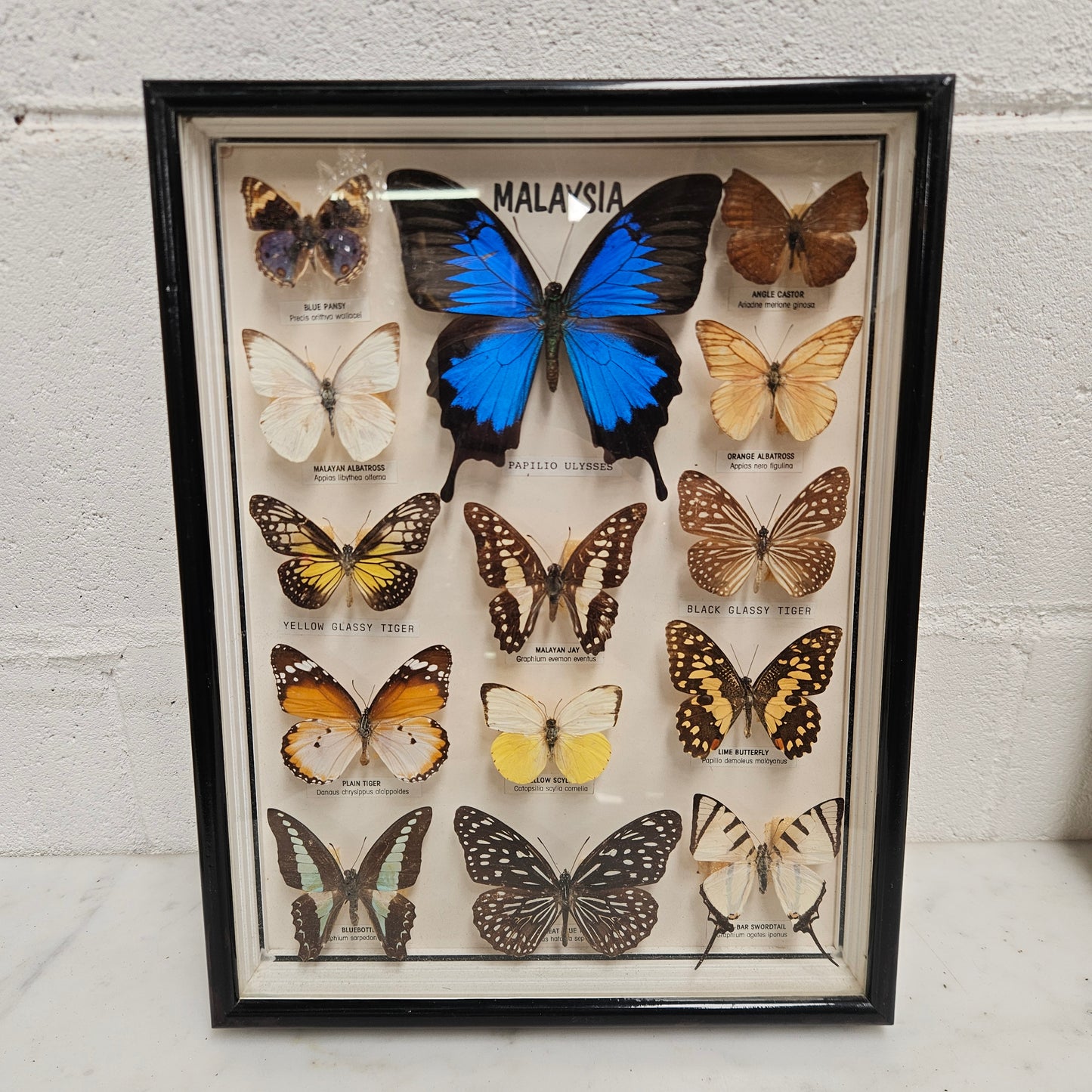 Vintage Butterfly Framed Taxidermy