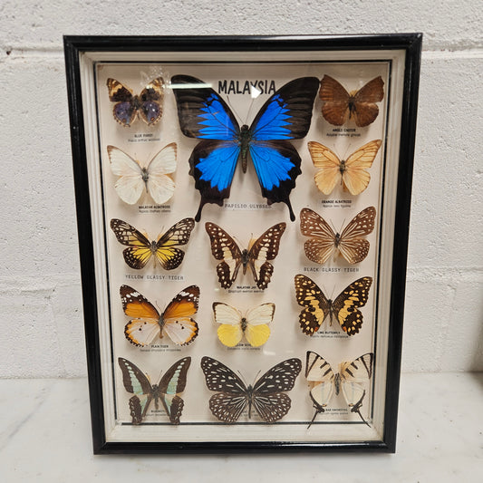Vintage Butterfly Framed Taxidermy