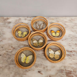 Vintage Set of Six Pressed Butterfly Coasters | Antique & Vintage | Moonee Ponds Antiques | Australia Wide Delivery