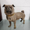 Rare Australian Large Cold Painted Terracotta Pug Statue | Antique & Vintage | Moonee Ponds Antiques | Australia Wide Delivery