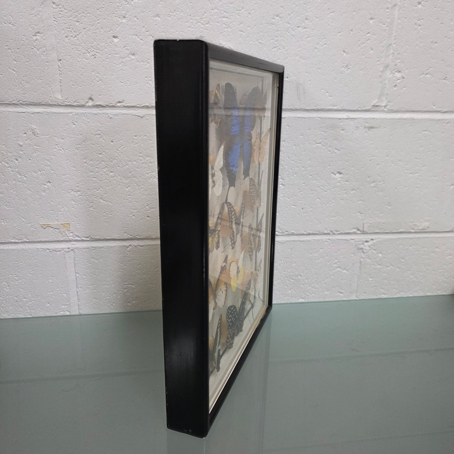 Vintage Butterfly Framed Taxidermy