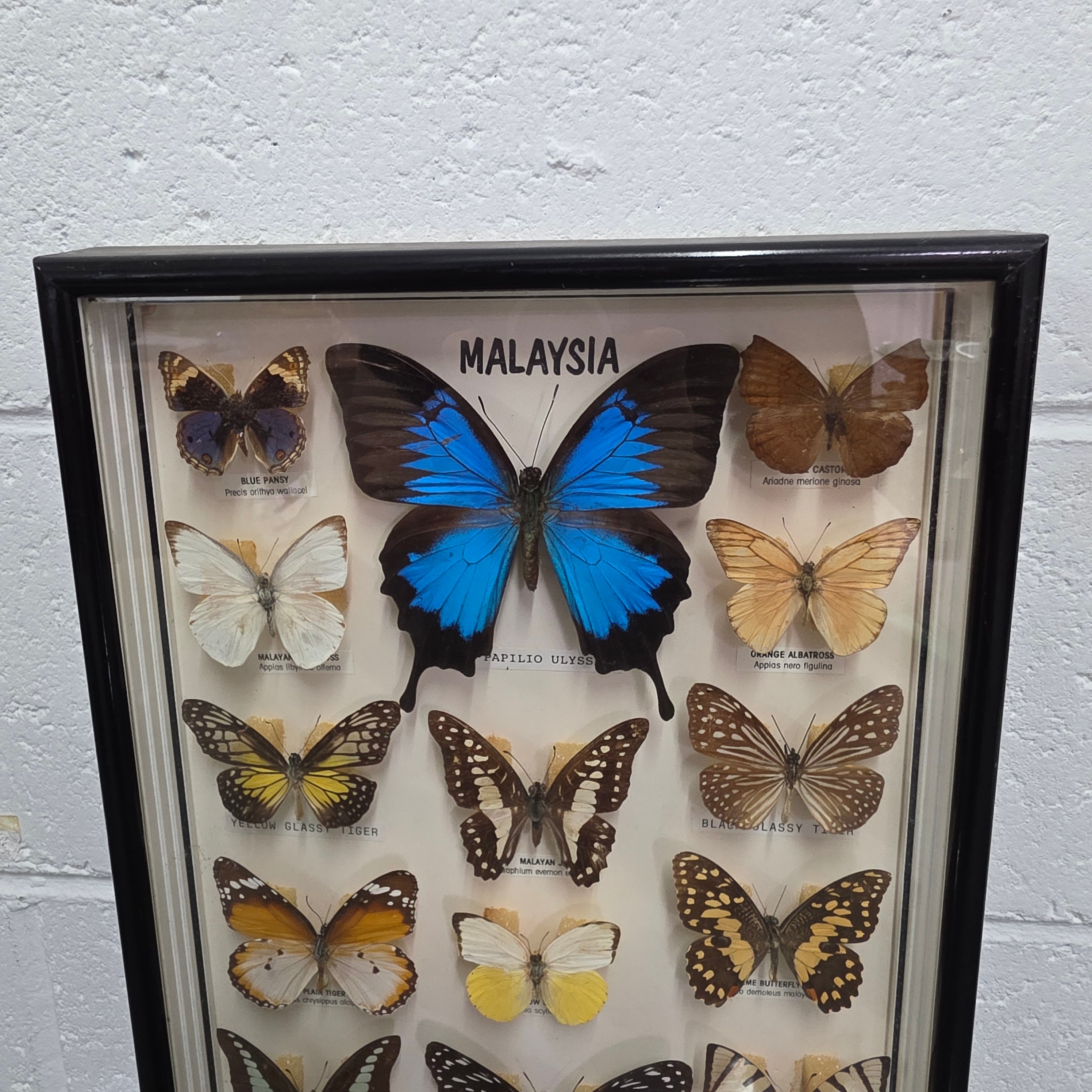 Vintage Butterfly Framed Taxidermy | Antique & Vintage | Moonee Ponds Antiques | Australia Wide Delivery