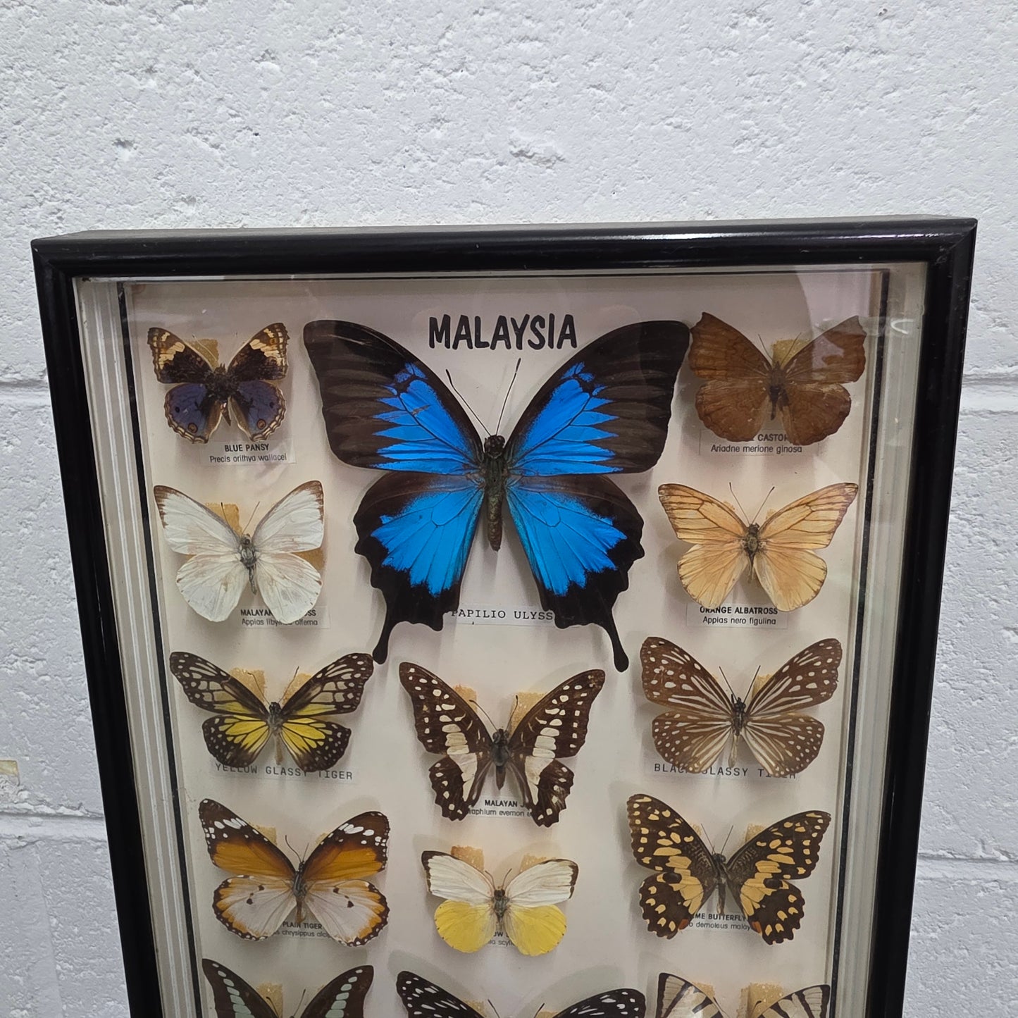 Vintage Butterfly Framed Taxidermy