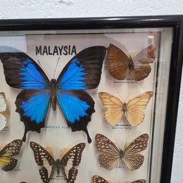 Vintage Butterfly Framed Taxidermy