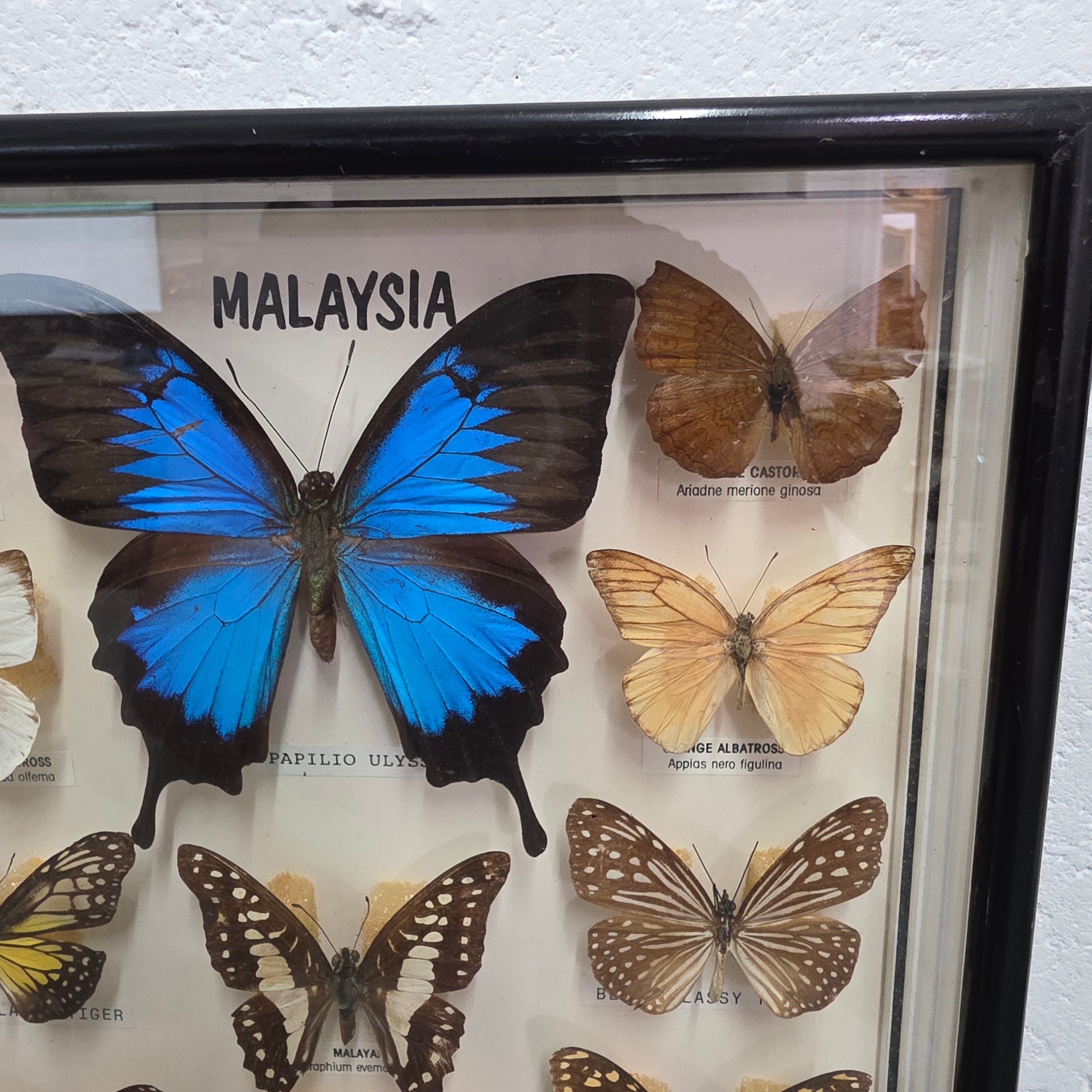 Vintage Butterfly Framed Taxidermy | Antique & Vintage | Moonee Ponds Antiques | Australia Wide Delivery