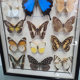 Vintage Butterfly Framed Taxidermy