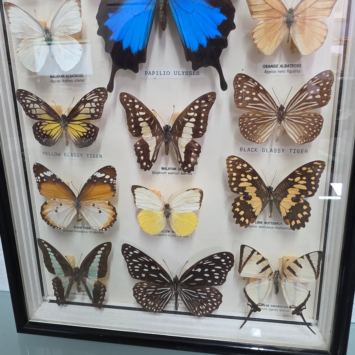 Vintage Butterfly Framed Taxidermy