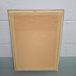 Vintage Butterfly Framed Taxidermy