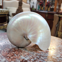 Interesting white Pearl Nautilus shell. Beautiful shape and colour and is in good original condition. Please view photos as they help form part of the description.