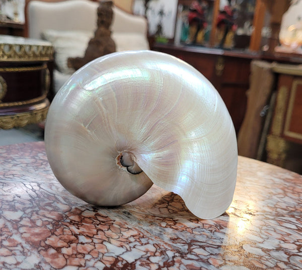 Interesting white Pearl Nautilus shell. Beautiful shape and colour and is in good original condition. Please view photos as they help form part of the description.