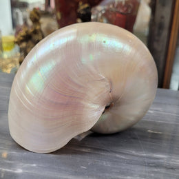 Interesting white Pearl Nautilus shell. Beautiful shape and colour and is in good original condition. Please view photos as they help form part of the description.