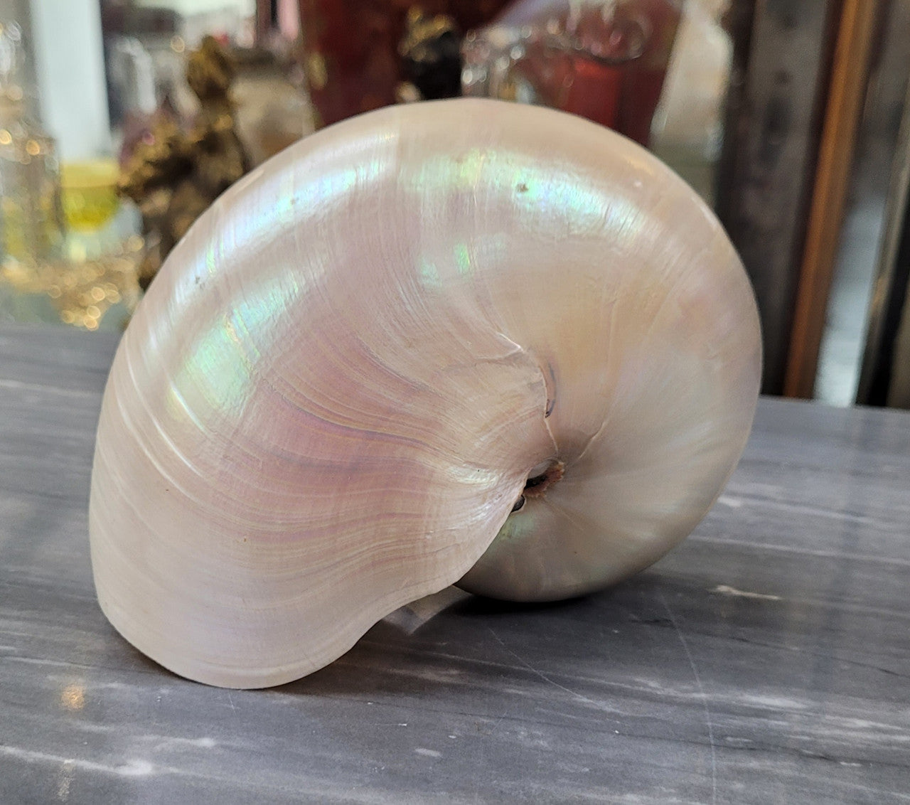 Interesting white Pearl Nautilus shell. Beautiful shape and colour and is in good original condition. Please view photos as they help form part of the description.