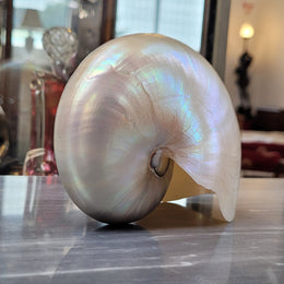 Interesting white Pearl Nautilus shell. Beautiful shape and colour and is in good original condition. Please view photos as they help form part of the description.