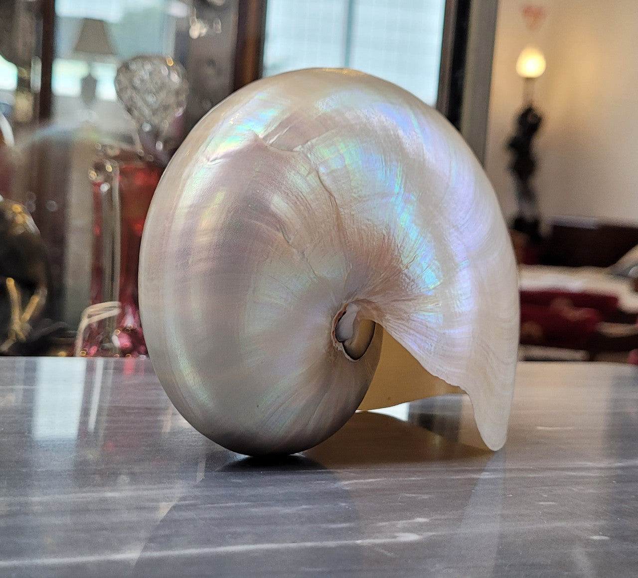 Interesting white Pearl Nautilus shell. Beautiful shape and colour and is in good original condition. Please view photos as they help form part of the description.