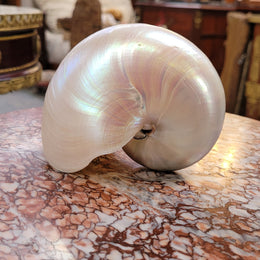 Interesting white Pearl Nautilus shell. Beautiful shape and colour and is in good original condition. Please view photos as they help form part of the description.