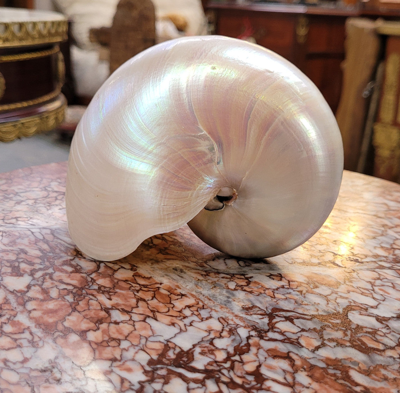 Interesting white Pearl Nautilus shell. Beautiful shape and colour and is in good original condition. Please view photos as they help form part of the description.