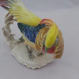 German Golden Pheasant