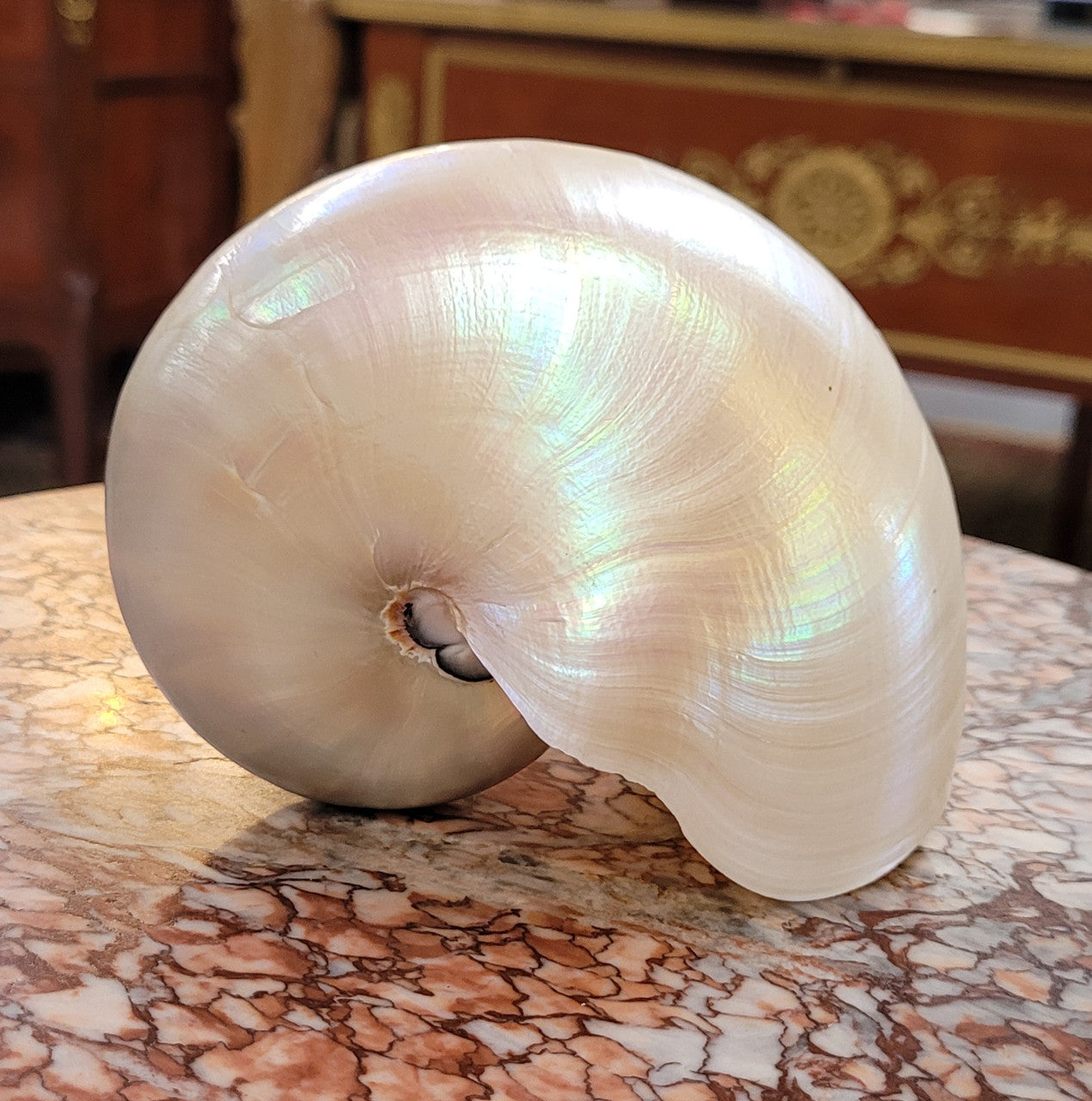 Interesting white Pearl Nautilus shell. Beautiful shape and colour and is in good original condition. Please view photos as they help form part of the description.