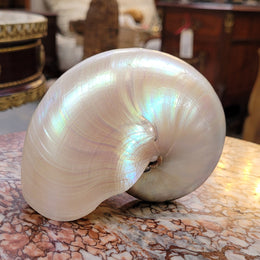 Interesting white Pearl Nautilus shell. Beautiful shape and colour and is in good original condition. Please view photos as they help form part of the description.