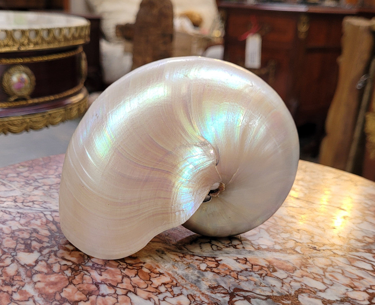 Interesting white Pearl Nautilus shell. Beautiful shape and colour and is in good original condition. Please view photos as they help form part of the description.