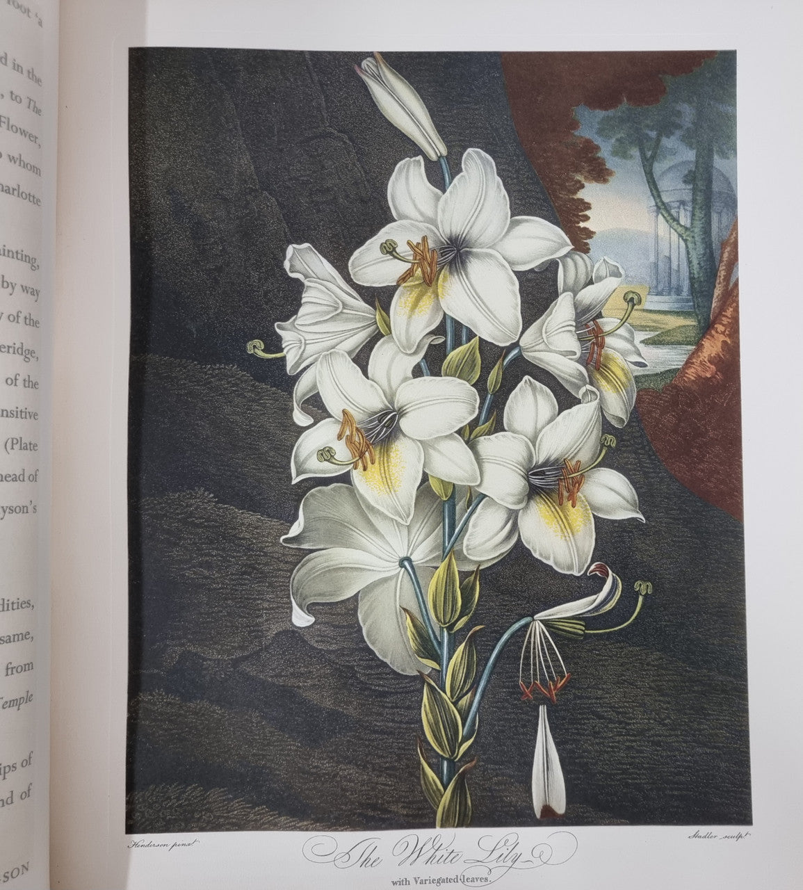 Thorntons Temple Of Flora With Coloured & Collotype Plates