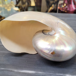 Interesting white Pearl Nautilus shell. Beautiful shape and colour and is in good original condition. Please view photos as they help form part of the description.