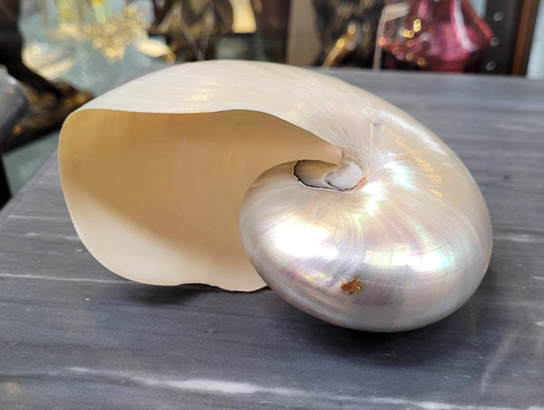 Interesting white Pearl Nautilus shell. Beautiful shape and colour and is in good original condition. Please view photos as they help form part of the description.