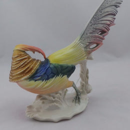 German Golden Pheasant