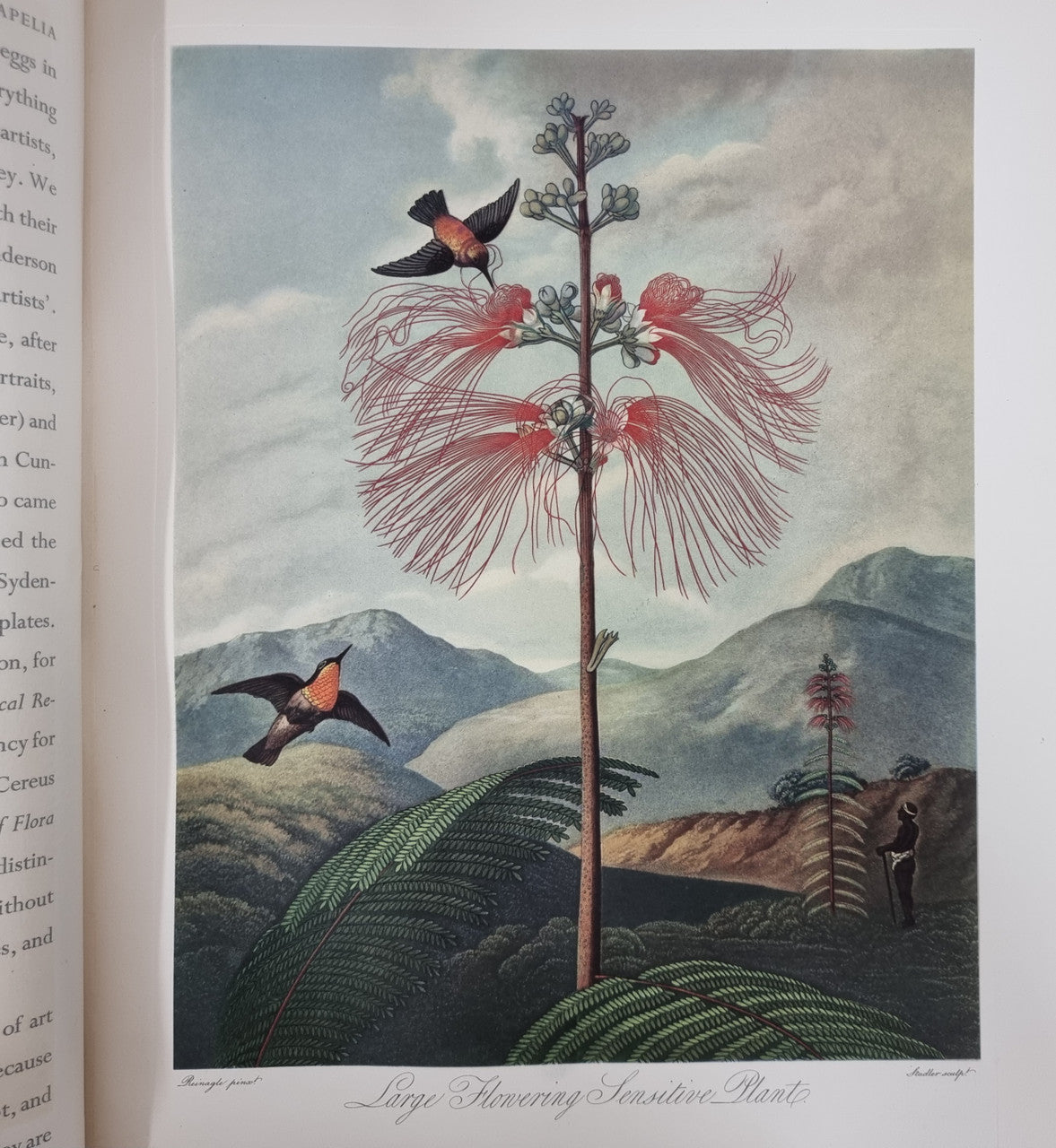 Thorntons Temple Of Flora With Coloured & Collotype Plates