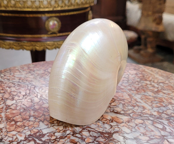 Interesting white Pearl Nautilus shell. Beautiful shape and colour and is in good original condition. Please view photos as they help form part of the description.