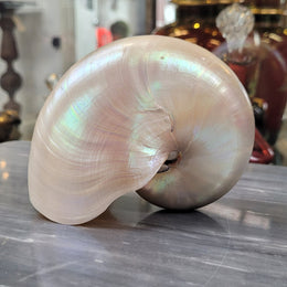 Interesting white Pearl Nautilus shell. Beautiful shape and colour and is in good original condition. Please view photos as they help form part of the description.