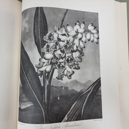 Thorntons Temple Of Flora With Coloured & Collotype Plates