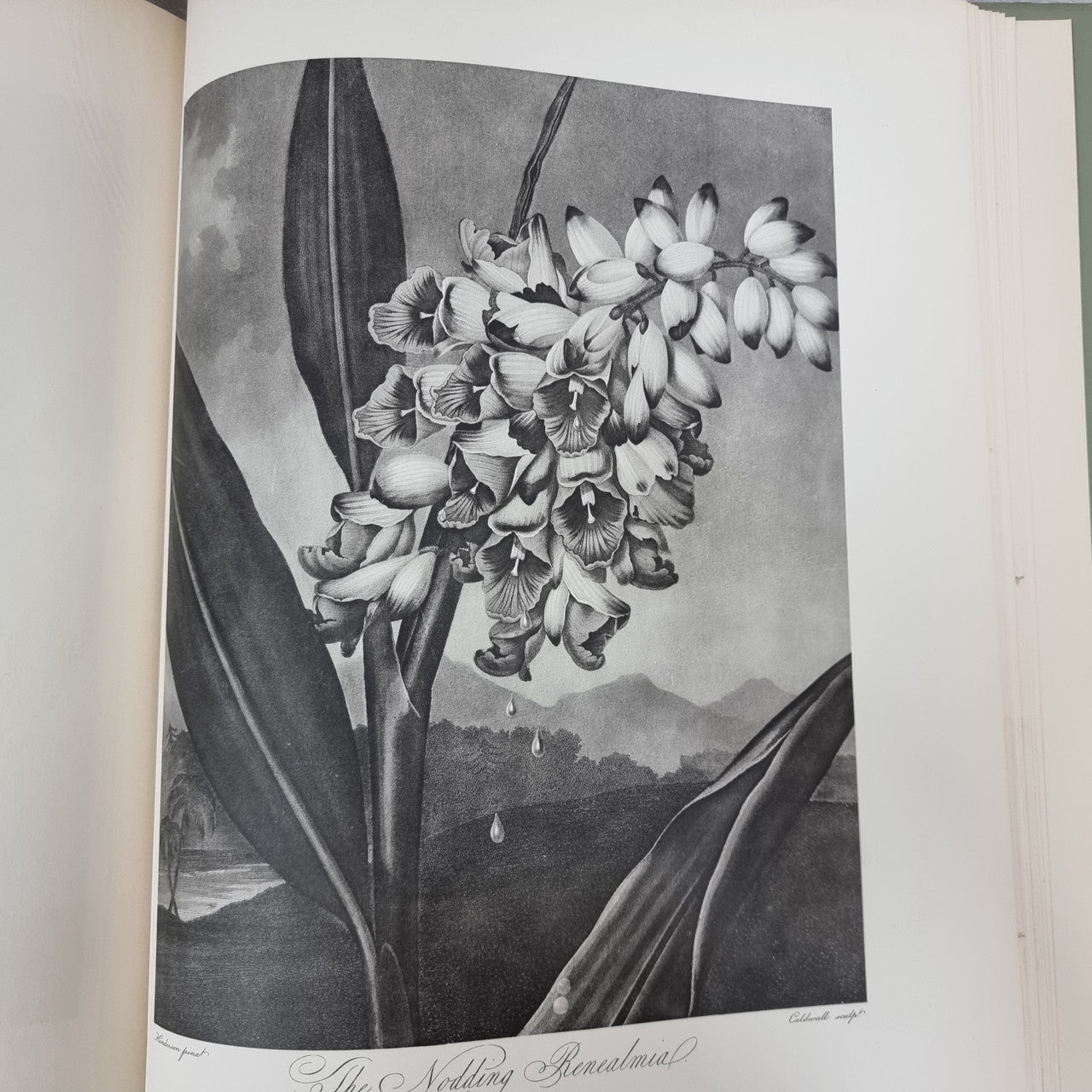 Thorntons Temple Of Flora With Coloured & Collotype Plates