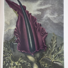 Thorntons Temple Of Flora With Coloured & Collotype Plates